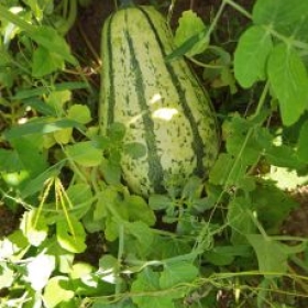 KurbisNr3-1 2026-07-21 11.10.